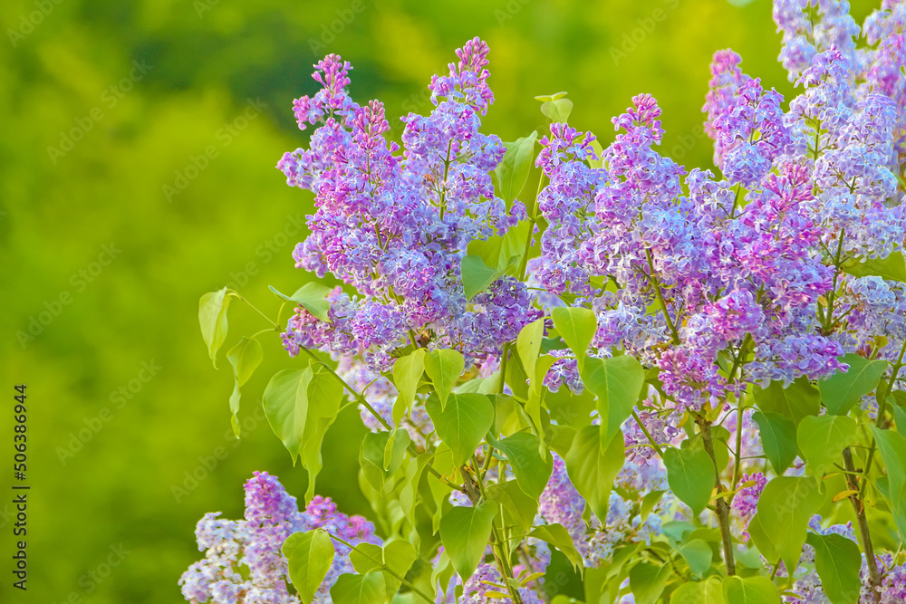 Obraz premium Lilac. beautiful purple flowers, natural spring bouquet, soft selective focus.
