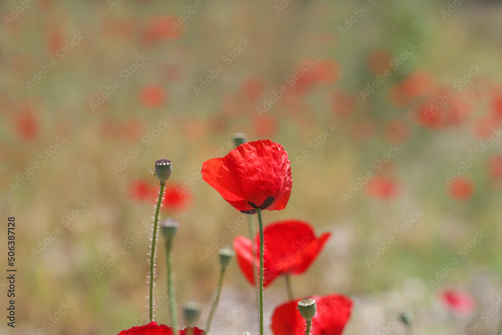 Naklejka premium Red poppies in nature. Beautiful flowers of May.