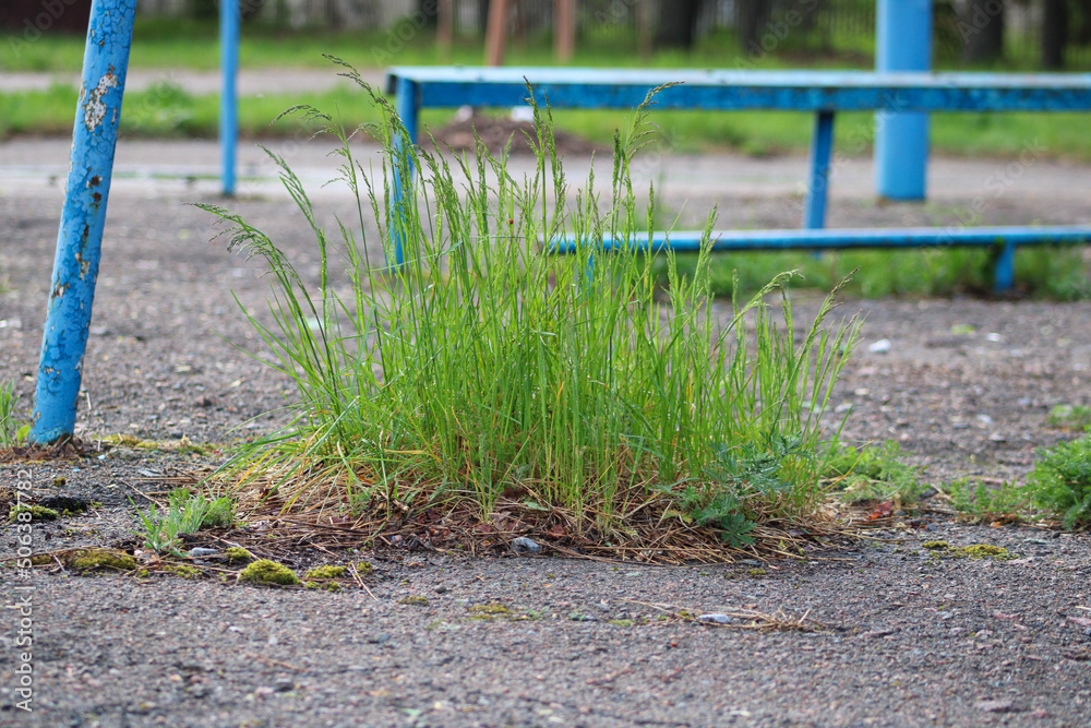 Fototapeta premium A bundle of grass broke out of the asphalt pavement