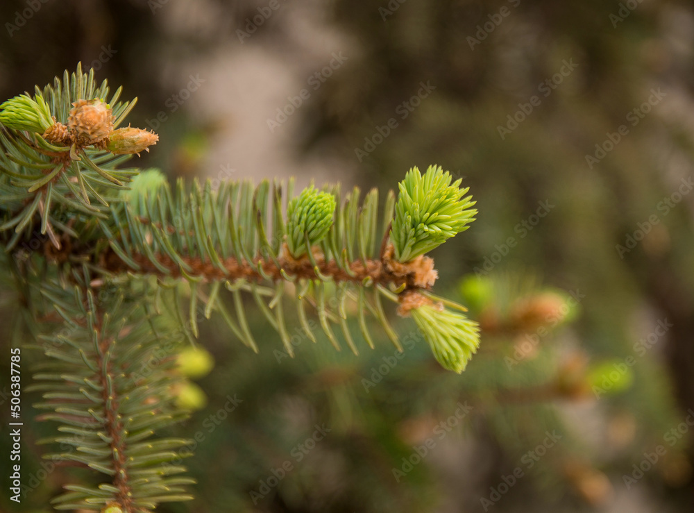 Branches of spruce with fresh shoots. Branches of spruce with fresh shoots.