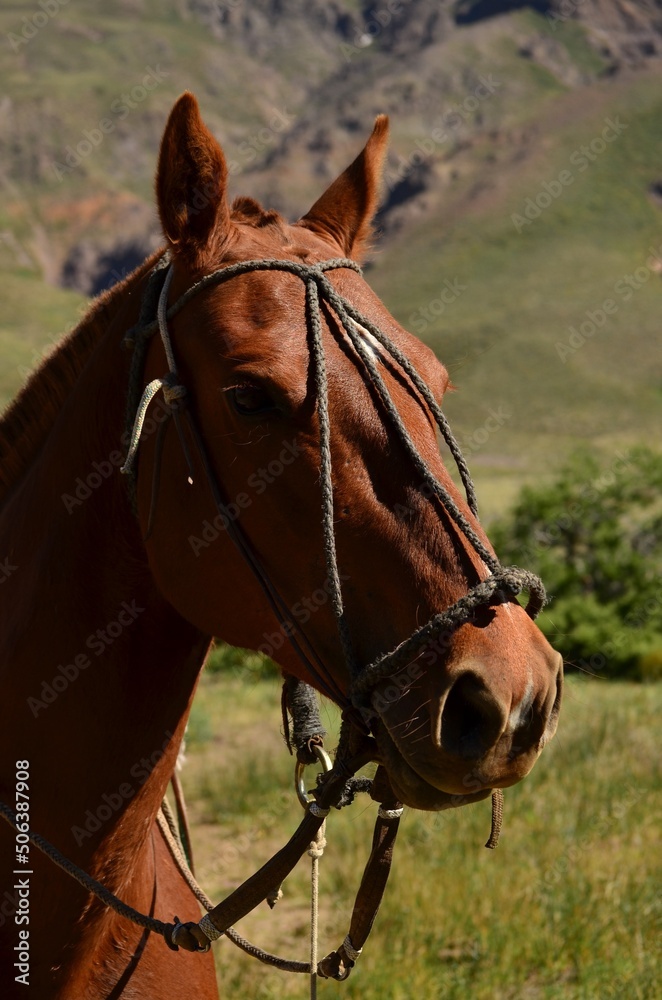Fototapeta premium portrait of a horse in a field