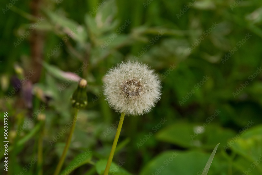Dandelion macro in spring with green background. Dandelion macro in spring with green background.