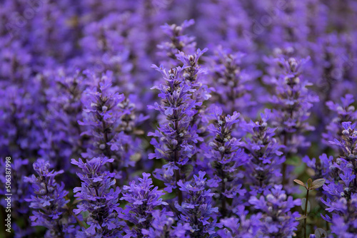 Ajuga reptans. Spring flowers of ajuga reptans. Blooming plants. Wild plants and flowers.
