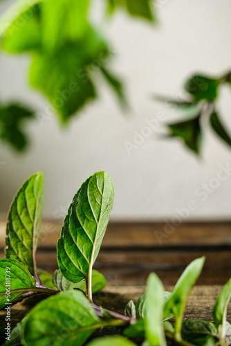 fresh herbs on a wooden background