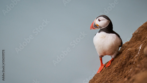 Puffin looking out to sea photo