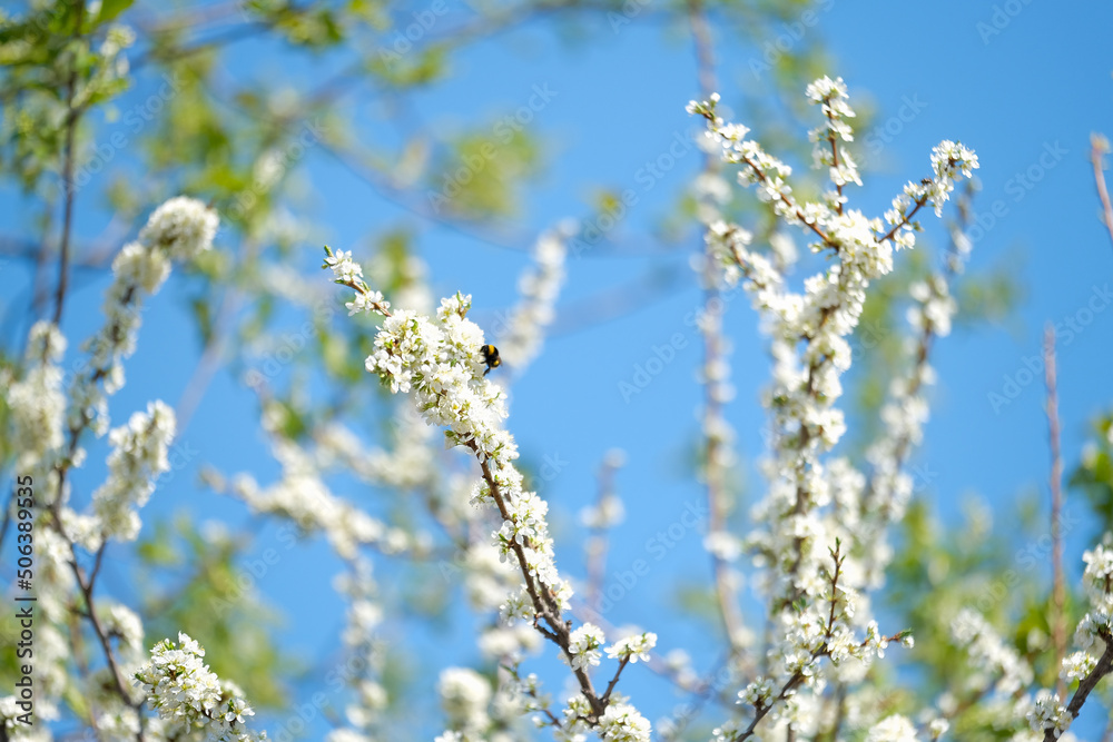 bees fly around a flowering tree bees fly around a flowering tree