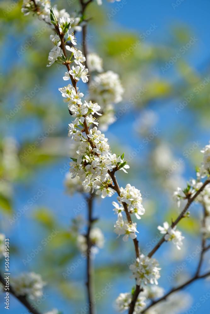 trees bloom with the advent of spring trees bloom with the advent of spring