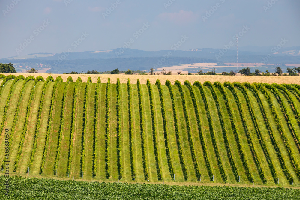 Landscape with vineyards, Slovacko, Southern Moravia, Czech Republic - obrazy, fototapety, plakaty 