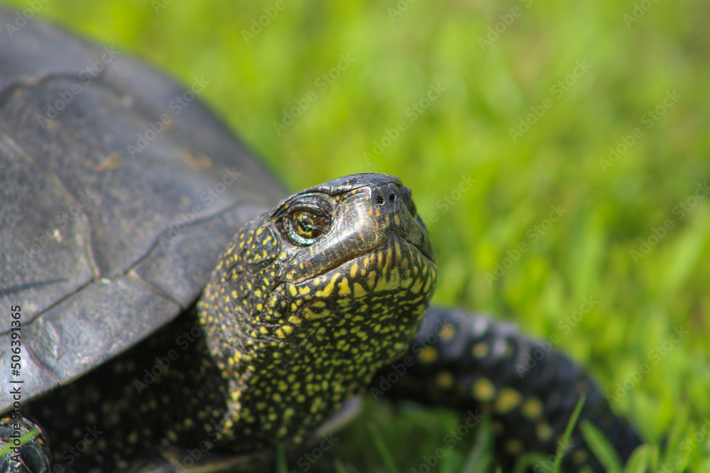 Turtle with yellow spots looking up Turtle with yellow spots looking up