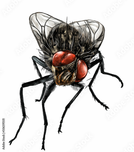 fly sitting and looking into the camera, sketch vector graphic color illustration on white background
