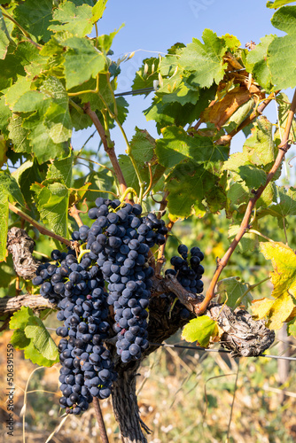 Typical vineyard with blue grapes near Chateauneuf-du-Pape  Cotes du Rhone  France