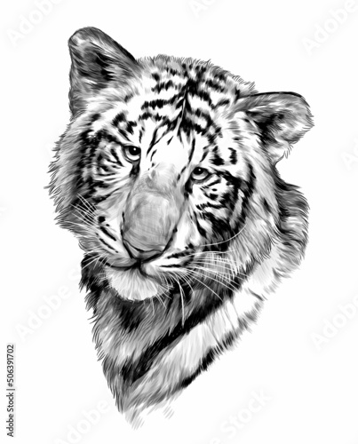 Baby Tiger Muzzle Sketch Vector Graphics