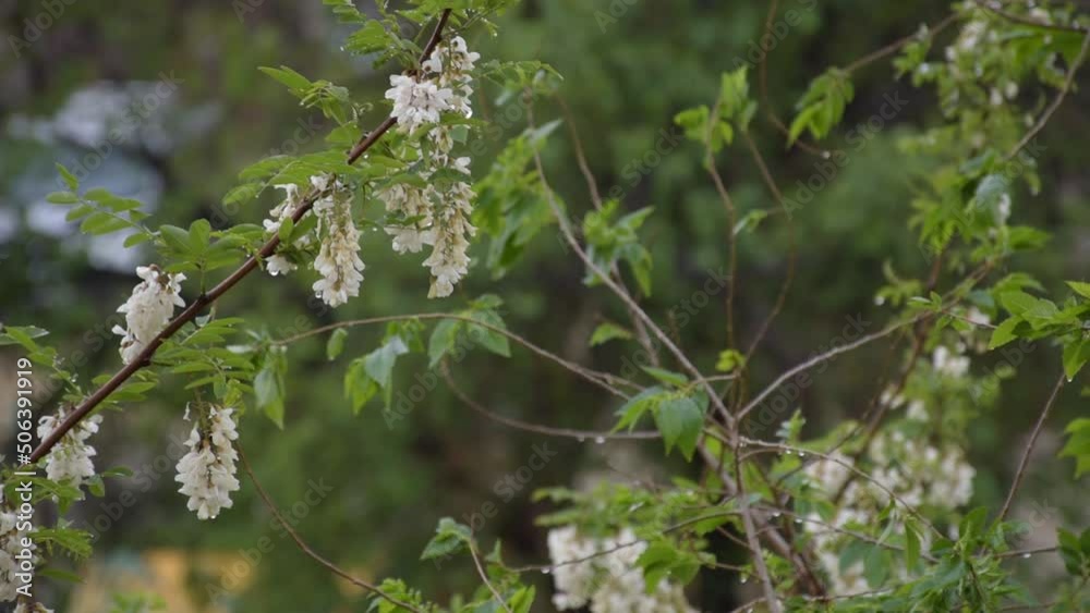 Acacia tree in bloom. Month of May. Acacia tree in bloom. Month of May.