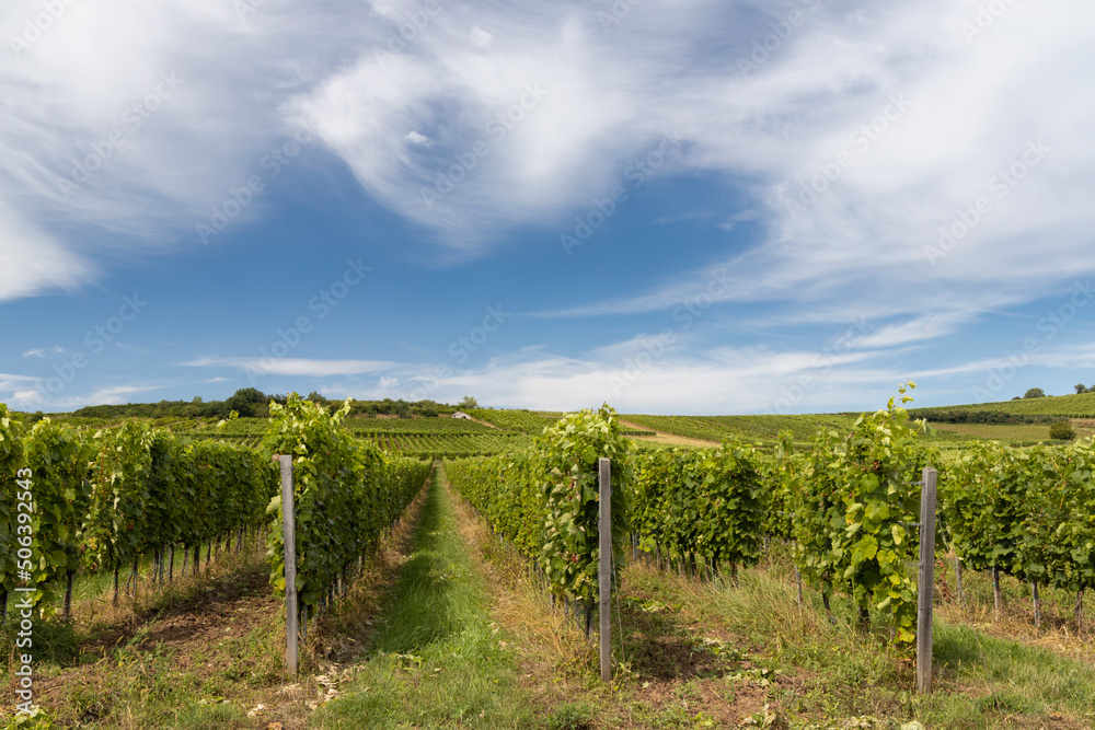Tokaj landscape with vineyard, Unesco site, Hungary