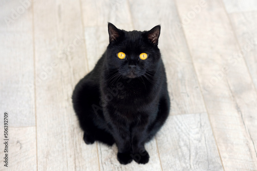 A black fluffy British breed cat with yellow eyes is sitting on a wooden floor