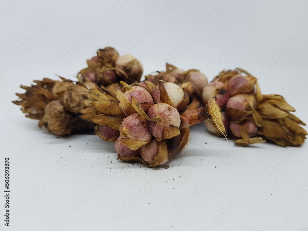 cardamom on a white background. Indonesian cardamom is very useful in the world of health. cardamom on a white background. Indonesian cardamom is very useful in the world of health.