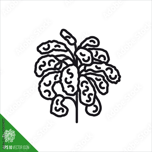 Curly Kale vegetable line icon vector illustration