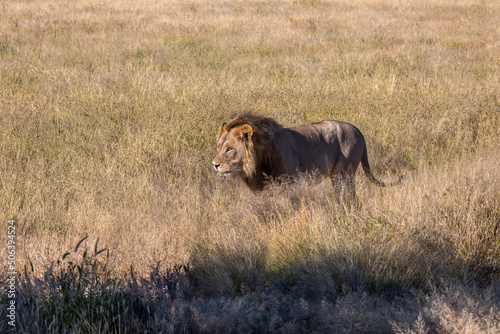 young lion at sunset