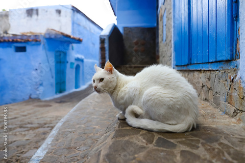 Cat in Chefchaouen, Morocco © EvrenKalinbacak