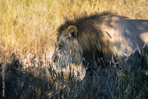 young lion hunting photo