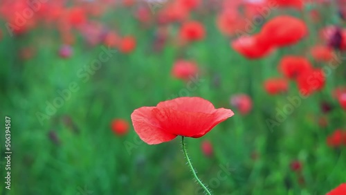Bloom red corn poppy growth in summer green field closeup. Blooming wildflower grow in spring meadow close up. Beautiful wild flower head in green grass. Papaver rhoeas plant, remembrance day