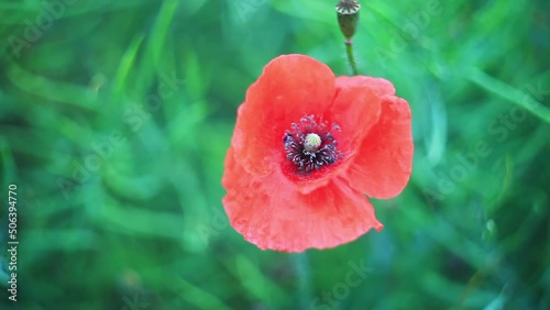 Bloom red corn poppy growth in summer green field. Blooming wildflower growing in spring garden. Beautiful wild flowerhead in green grass, top view. Papaver rhoeas, Anzac day symbol