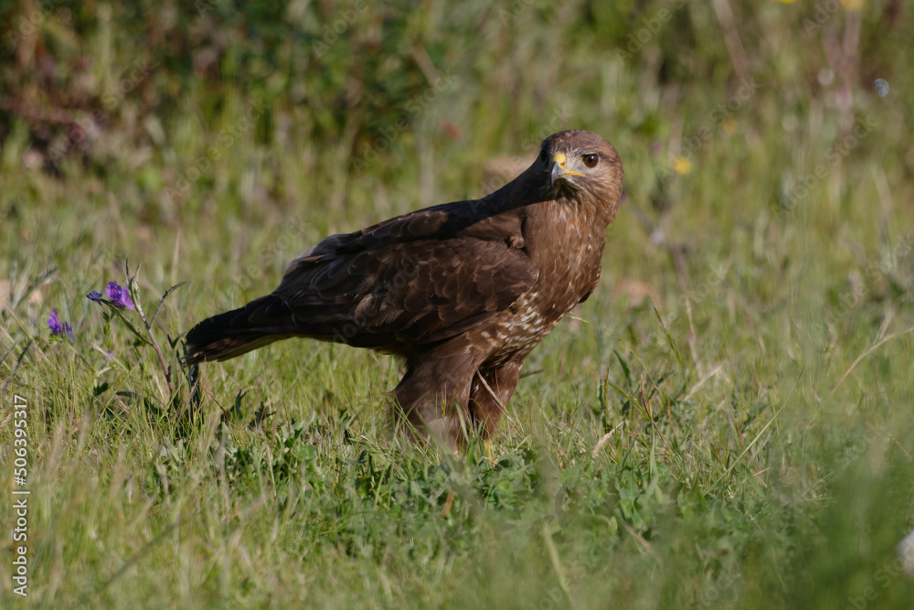 Common Buzzard (Buteo buteo) resting on the ground Common Buzzard (Buteo buteo) resting on the ground