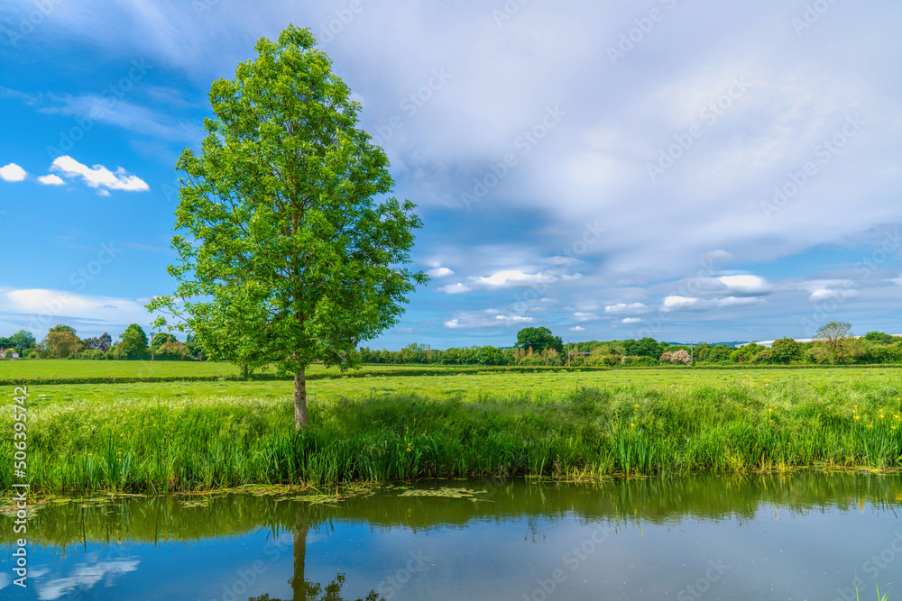 Somerset countryside tree by Bridgwater and Taunton Canal Somerset England UK Somerset countryside tree by Bridgwater and Taunton Canal Somerset England UK