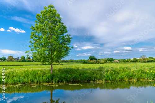 Somerset countryside tree by Bridgwater and Taunton Canal Somerset England UK 