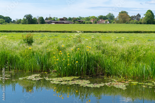 Iris flowers Bridgwater and Taunton Canal riverbank Somerset England UK  photo