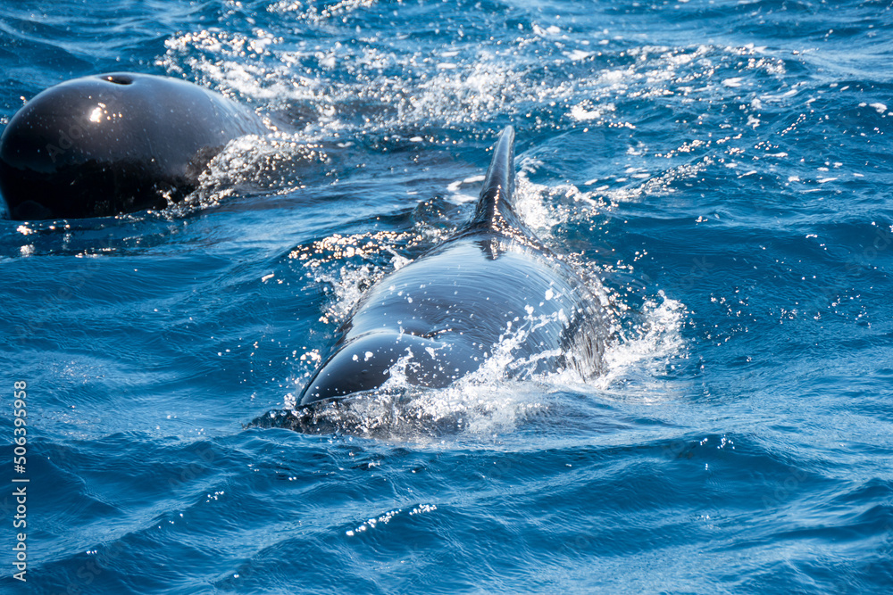 Fototapeta premium Grindwale, Pilotwale, Straße von Gibraltar, Whale Watching, Tarifa