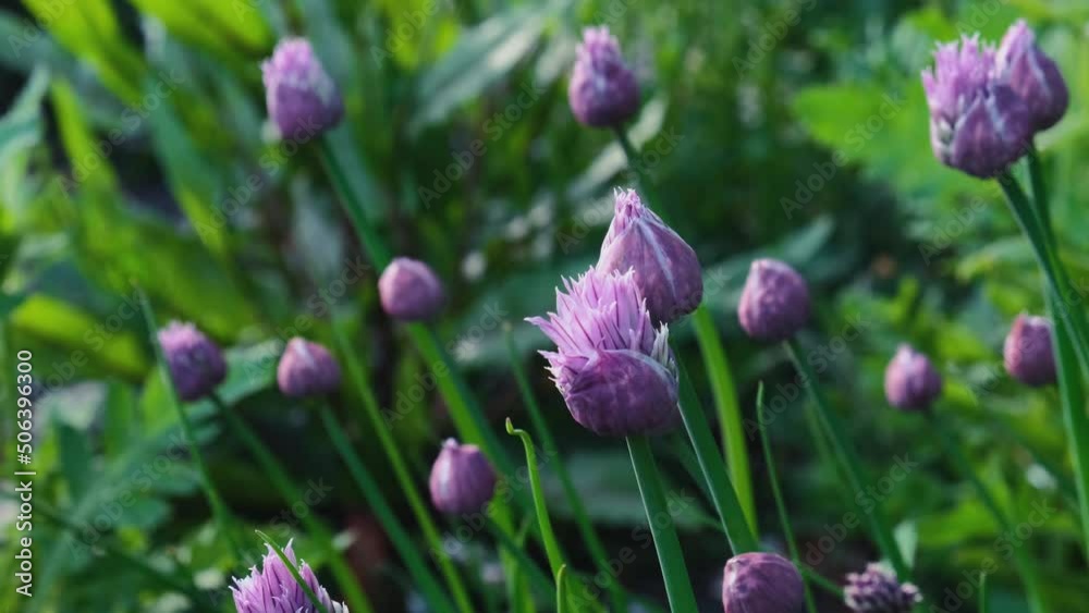 Purple onion or alium flowers in the garden. Nature background. close up. 4k video