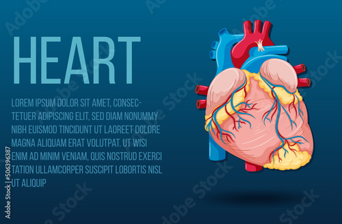 Human internal organ with heart