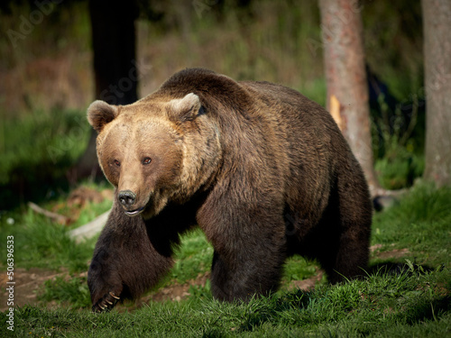 brown bear in the forest