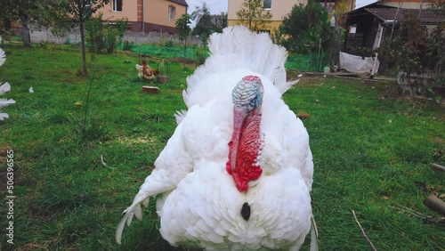 Big broad breasted white turkey in garden. Domestic birds walking at farm, selective focus