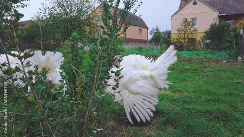 Flock of white turkeys in green garden near house. Big broad breasted white turkey walking at farm