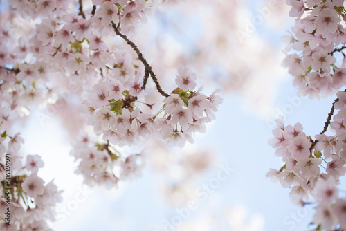 Fotobehang Pink sakura flower, Cherry blossom tree in the park.