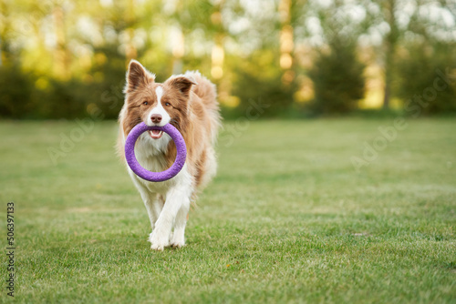 Brown chocolate Border Collie dog training in the garden 