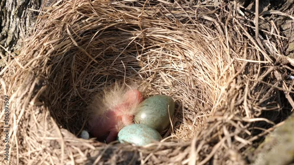 A blackbird's nest with eggs and a newly hatched bird in the thickets. Hatching from eggs. The birth of a bird. A blackbird's nest with eggs and a newly hatched bird in the thickets. Hatching from eggs. The birth of a bird.