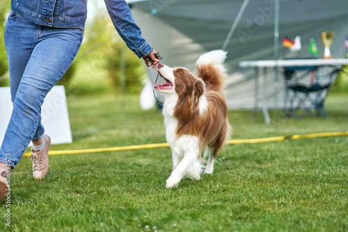 Chocolate White Border Collie with woman owner