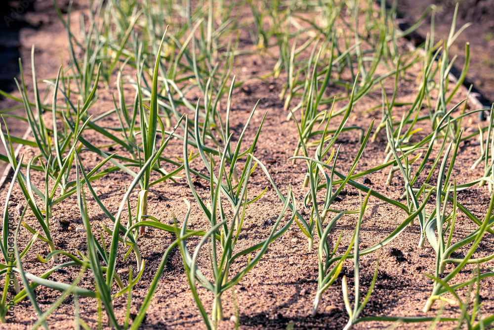 Green sprouts of young garlic. Seedlings of garlic in the beds. Green sprouts of young garlic. Seedlings of garlic in the beds.