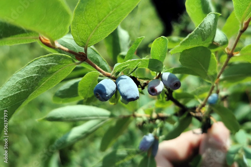Honneyberry or blue ripe honeysuckle berries on a bush branch with fresh green leaves