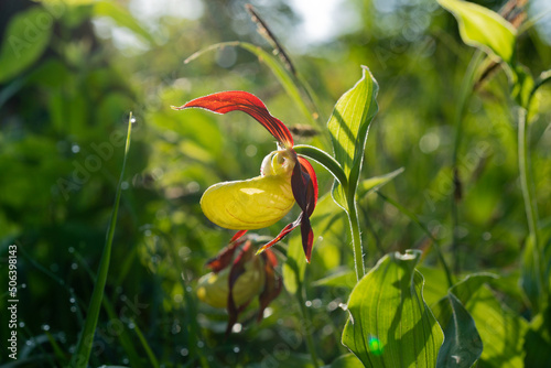 Eine einzelne Blüte der Orchidee Frauenschuh