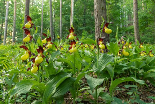 Eine Gruppe Frauenschuh im Kiefernforst