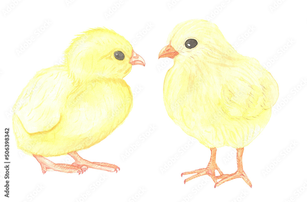 two little chicken