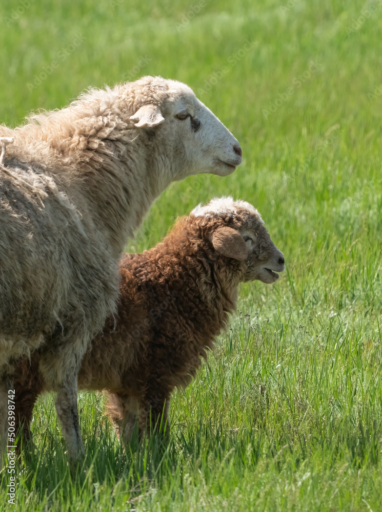 A sheep with a young lamb grazing on a green meadow among juicy grass, close-up A sheep with a young lamb grazing on a green meadow among juicy grass, close-up