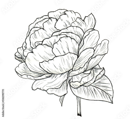 sketch of a peony