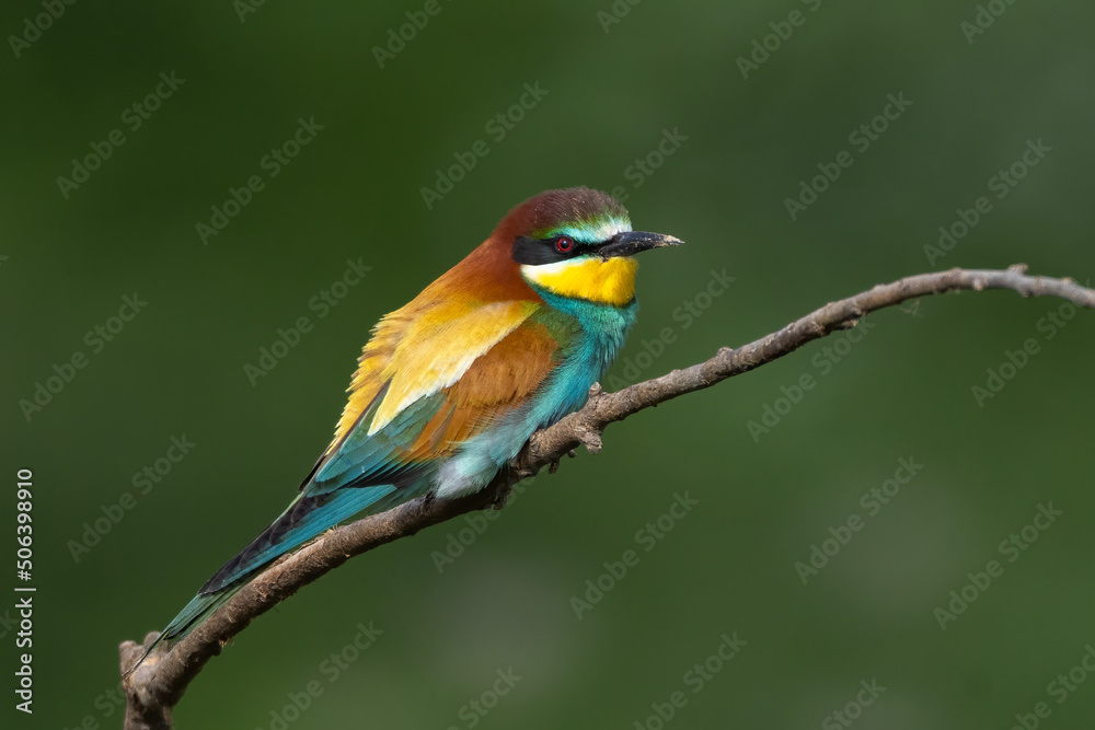 Bird Bee eater merops apiaster perched Bird Bee eater merops apiaster perched