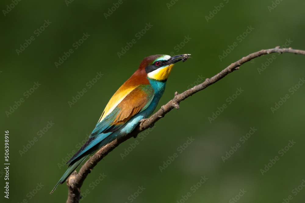 bee eater perched on a branch with insect prey merops apiaster in natural habitat bee eater perched on a branch with insect prey merops apiaster in natural habitat