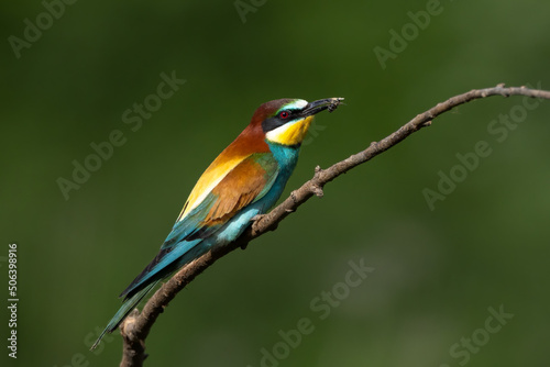 bee eater perched on a branch with insect prey merops apiaster in natural habitat